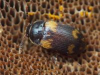 Mycetophagus decempunctatus