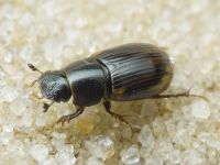 Aphodius
