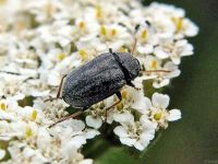 Mycterus tibialis
