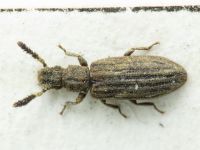 Orthocerus crassicornis