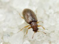 Cortinicara gibbosa