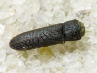 Melasis buprestoides