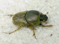 Euoniticellus fulvus