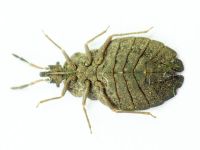 Aradus distinctus