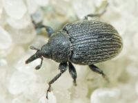 Rhinusa tetra