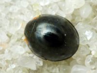 Paraexochomus nigromaculatus