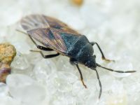 Drymus (Sylvadrymus) sylvaticus