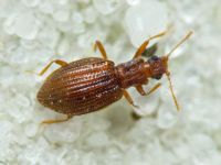 Stephostethus angusticollis