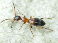 Anthelephila pedestris