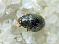 Stethorus punctillum