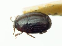 Carcinops plebeja