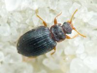 Latridius brevicollis