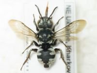 Hymenoptera