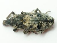 Pachycerus segnis
