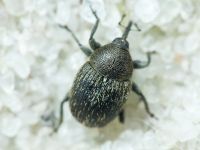 Rhinusa