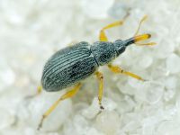 Pseudapion fulvirostre
