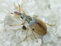 Malvapion malvae