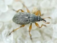 Exapion formaneki
