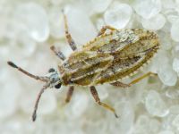 Tingis (Tropidocheila) maculata