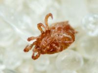 Arachnida