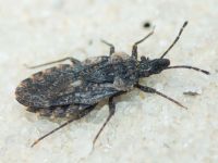 Aradus betulae