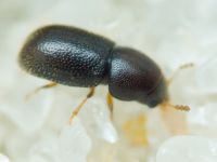 Sulcacis fronticornis