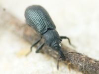 Magdalis (Odontomagdalis) armigera