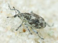 Rhinoncus albicinctus