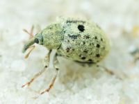 Cionus clairvillei