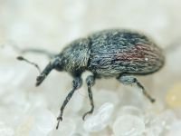 Rhinusa tetra
