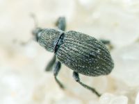 Pseudoperapion brevirostre