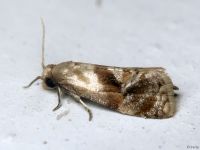 Phalonidia manniana