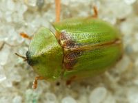 Cassidinae