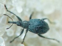 Eutrichapion ervi