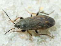 Megalonotus chiragra