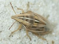 Aelia rostrata
