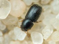 Ciidae