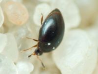Orthoperus