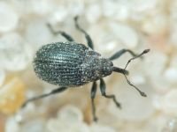 Ceutorhynchinae