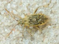 Stictopleurus