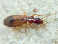 Paradromius linearis