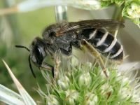 Hymenoptera