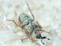 Gymnetron villosulum