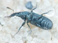 Mecinus janthinus