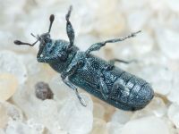 Mecinus janthinus