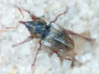 Tychius quinquepunctatus