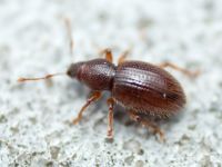 Exomias pellucidus