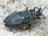 Mezira tremulae