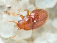 Mycetaea subterranea