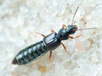 Staphylinidae